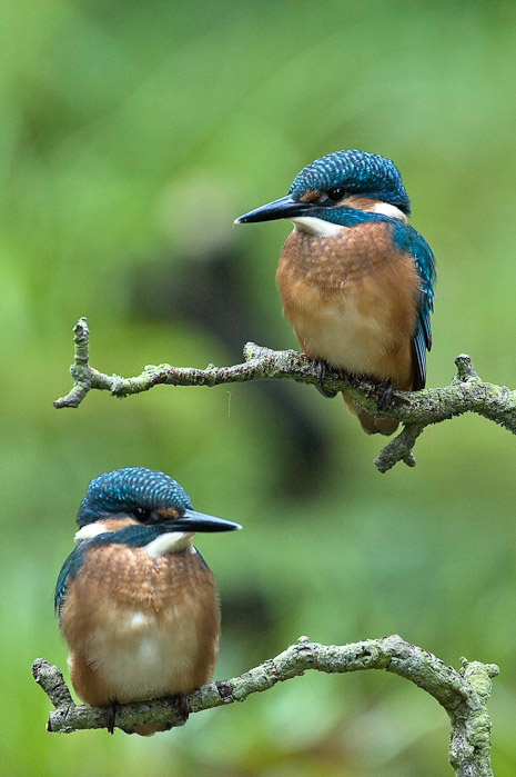 Birds