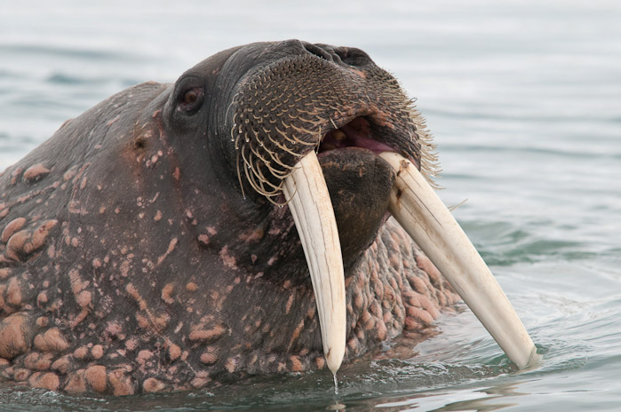 Mammals