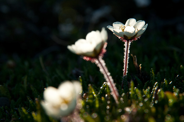 Plants