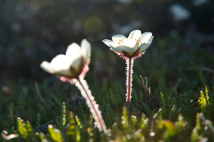 Plants